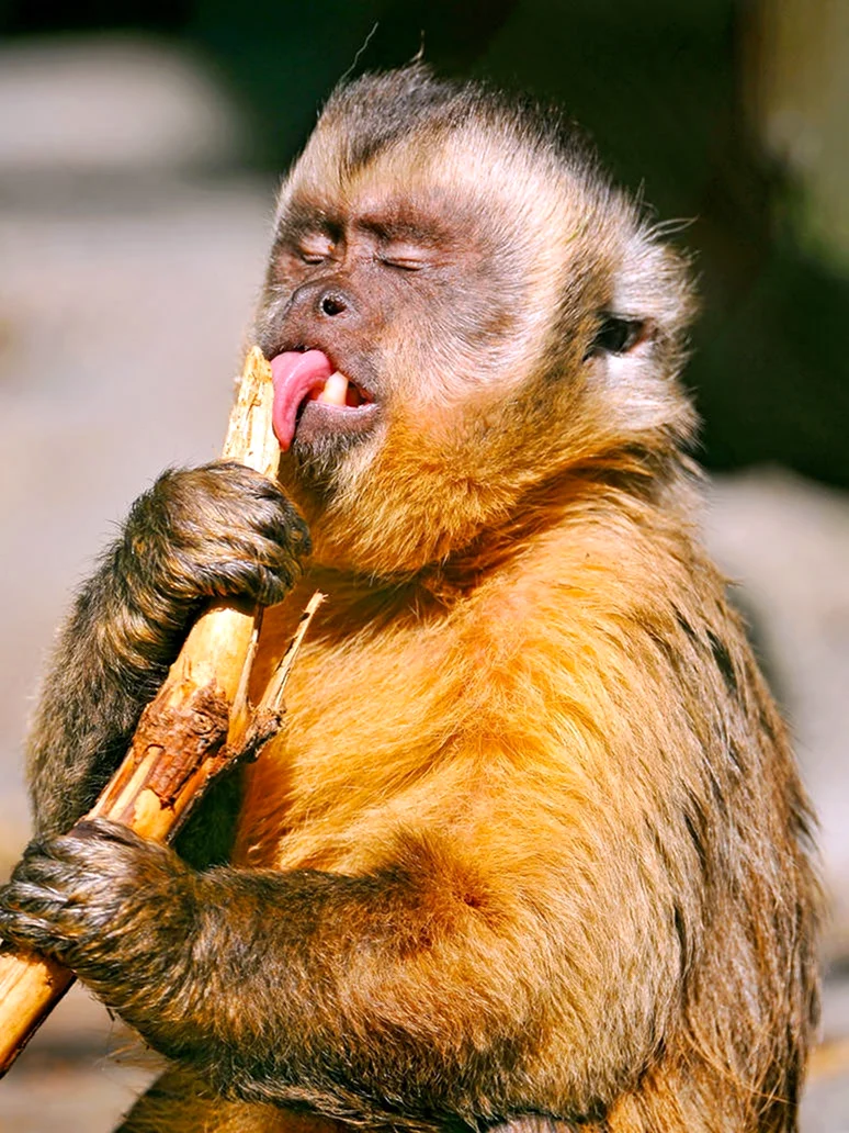Monkey licking