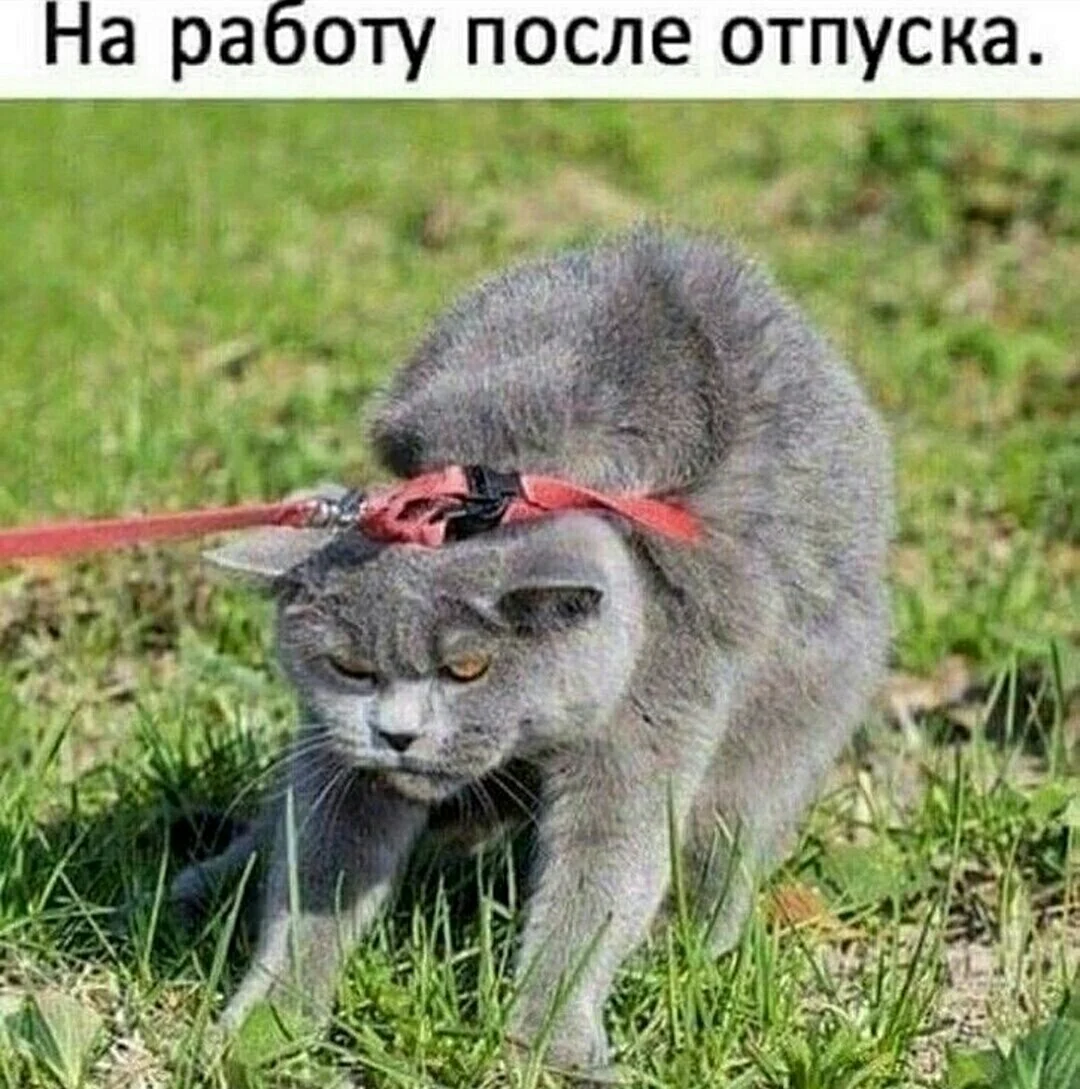 На работу после отпуска