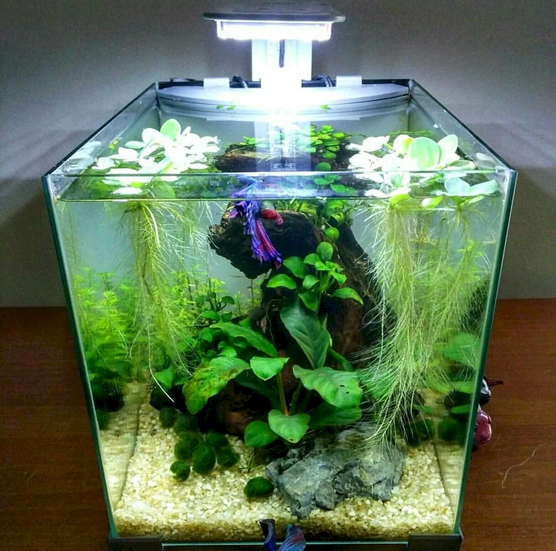 Nano Cube Betta