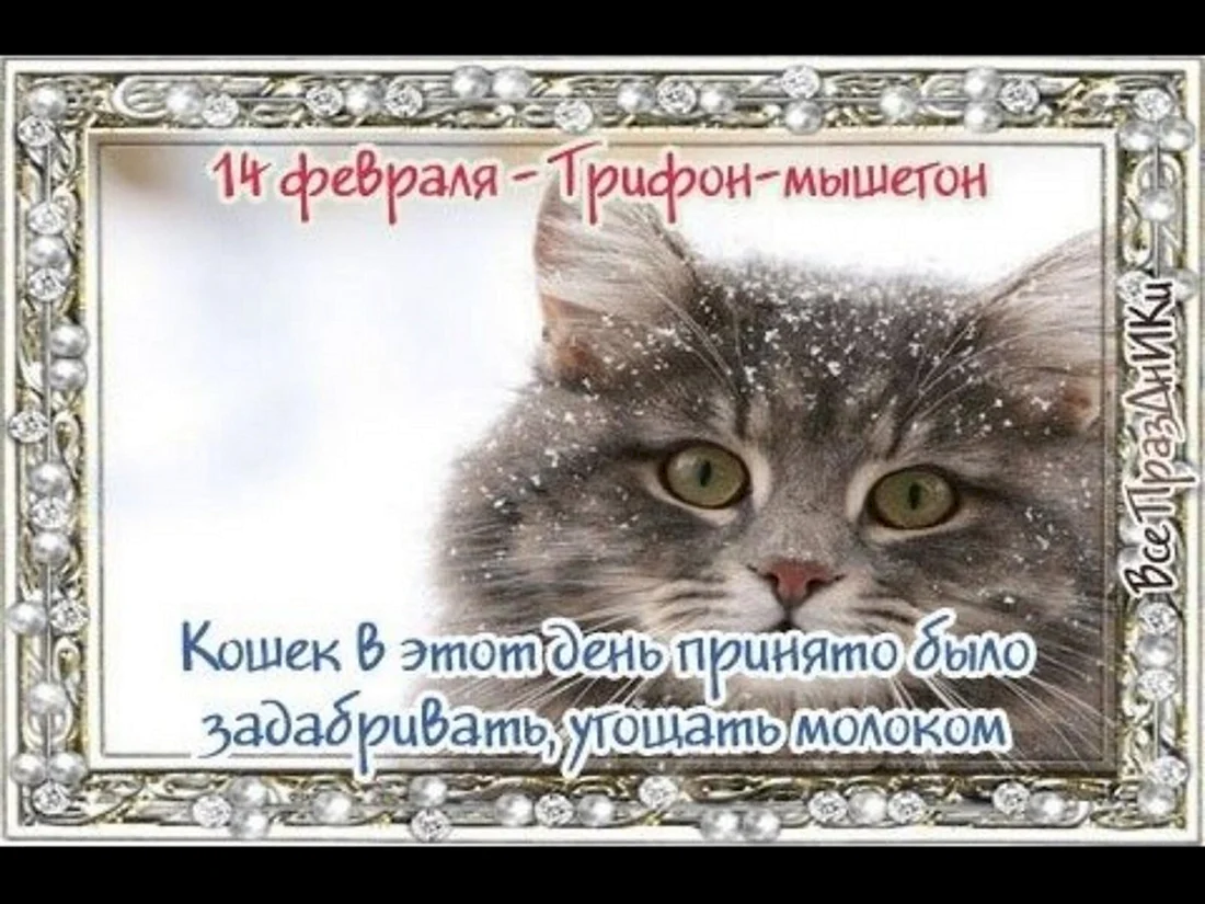 Народный календарь Трифон мышегон 14 февраль