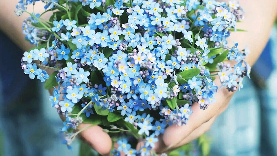 Незабудки школа. Незабудка Помпадур. Цветы незабудки букет. Незабудка розовая многолетняя.