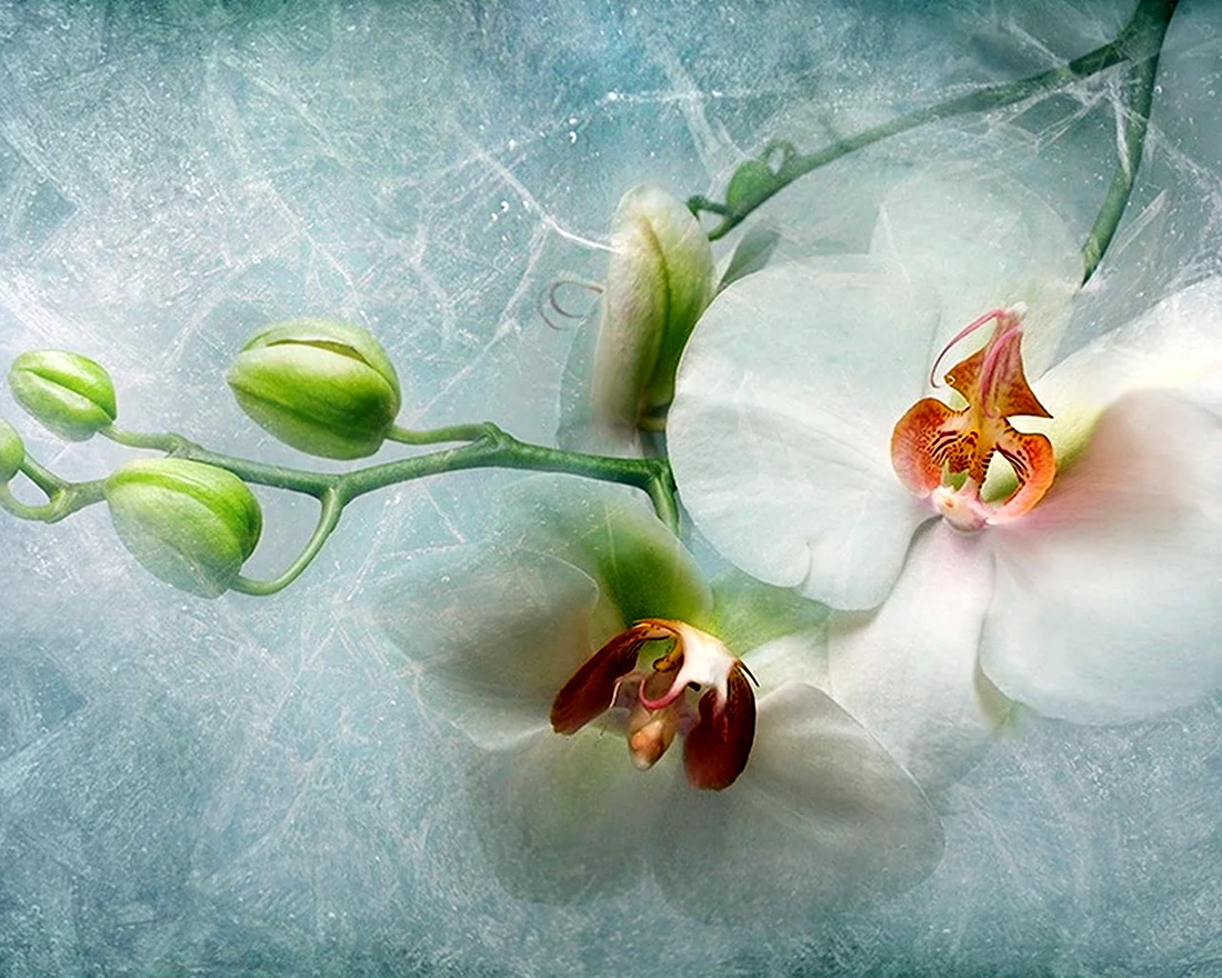 Нежные цветы орхидеи