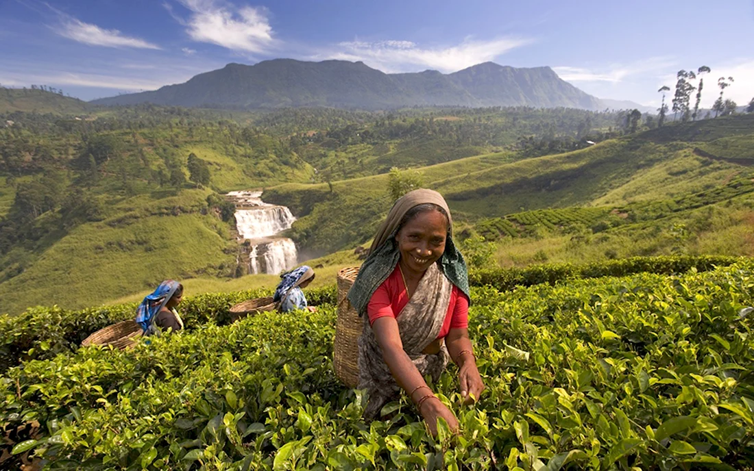 Nuwara Eliya Шри Ланка