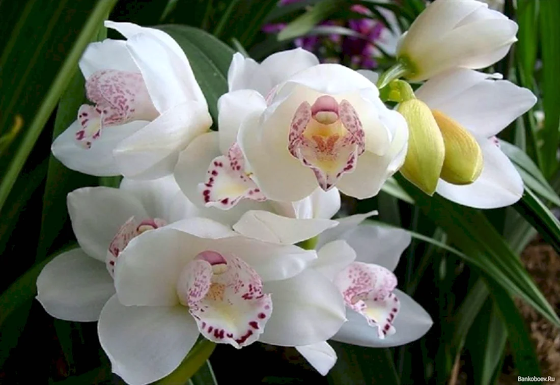 Орхидея абба