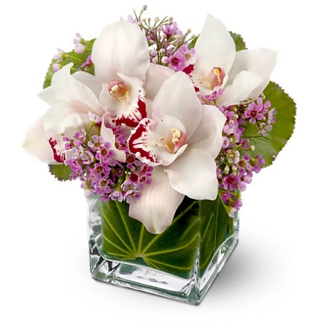 Орхидея Lovely Taffy