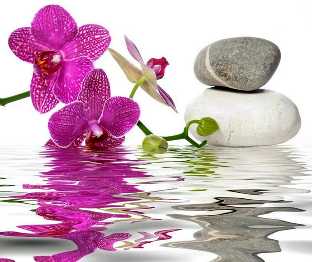 Орхидея в воде