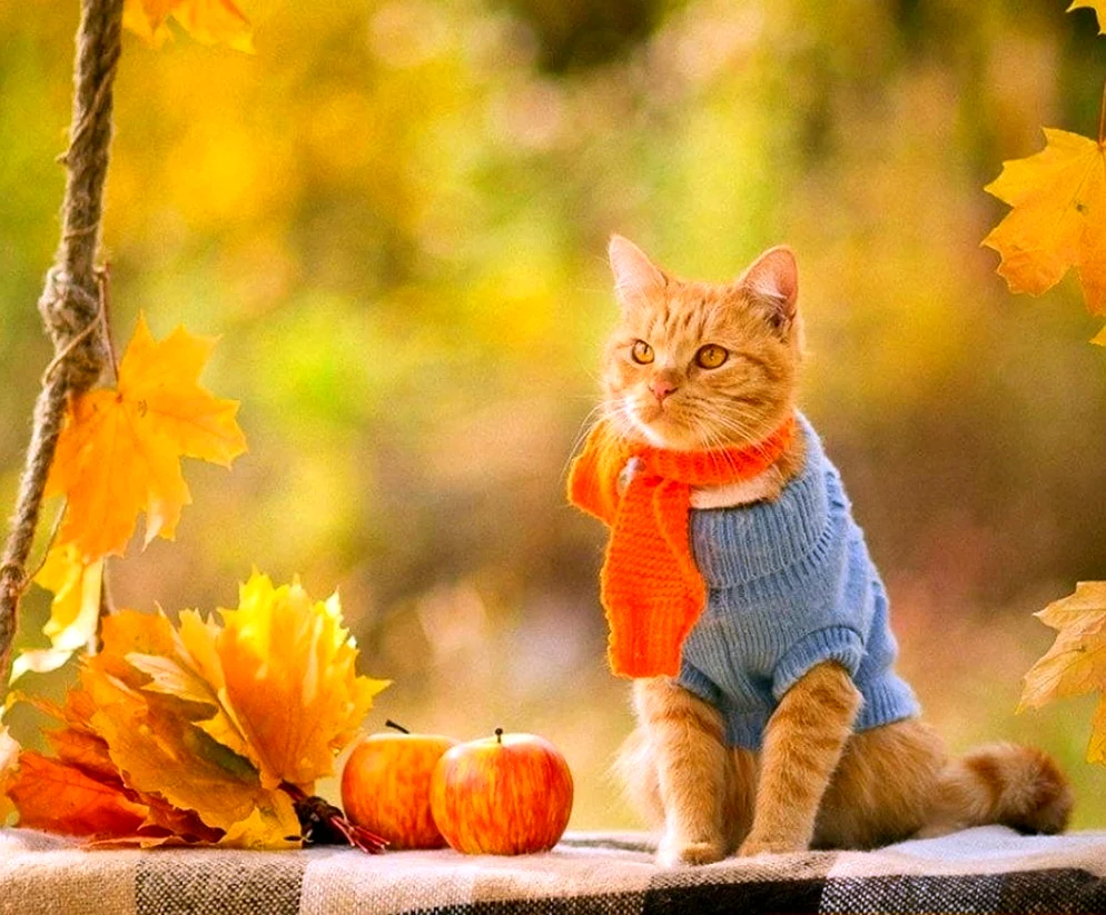Осень и кот цитаты