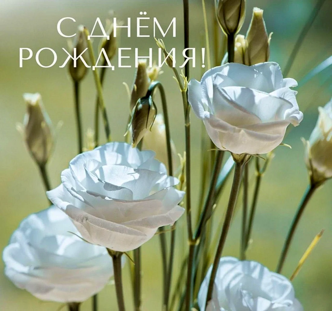 Открытки с днем рождения белые розы