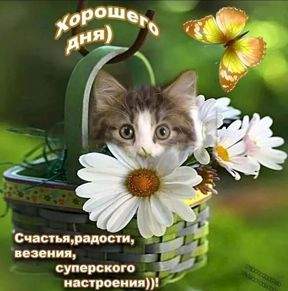 Открытки с пожеланиями хорошего дня