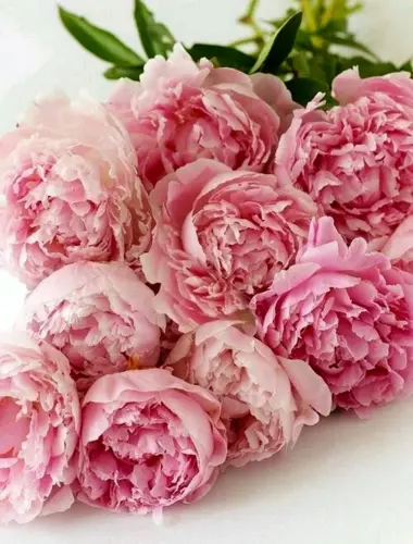 Пиони Пинк Peony Pink