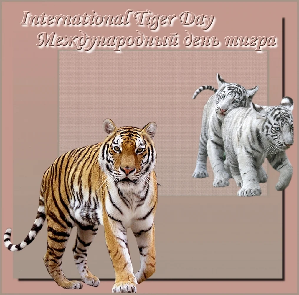 Поздравительная открытка с тигром