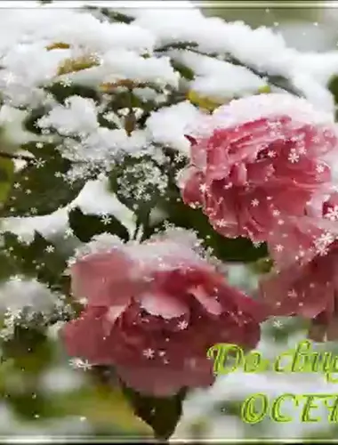 Прекрасного зимнего дня цветы