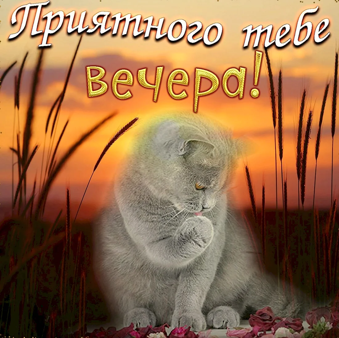 Приятного вечера с котиком