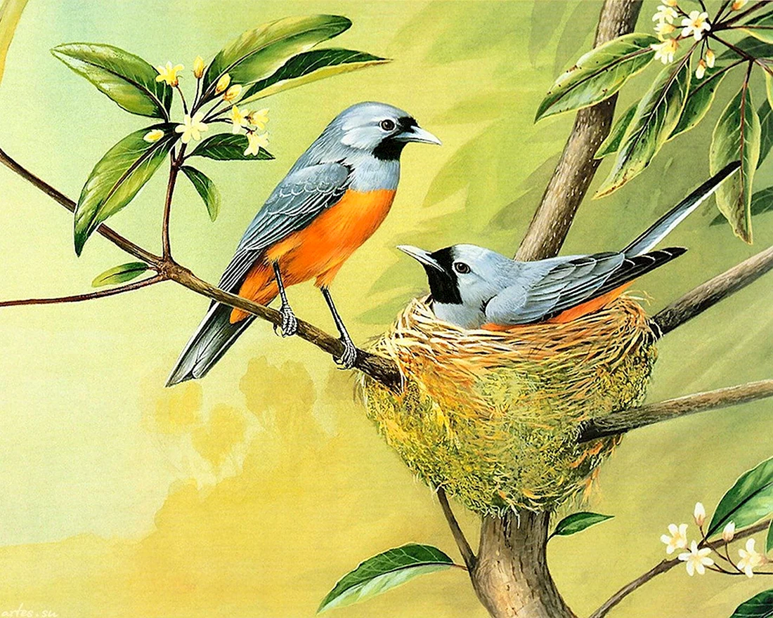 Птицы художника Eric Shepherd