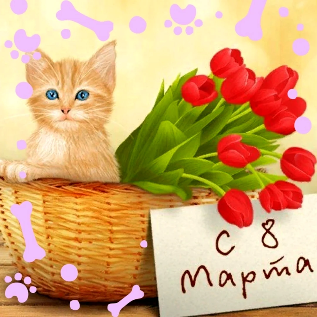 С 8 марта кот