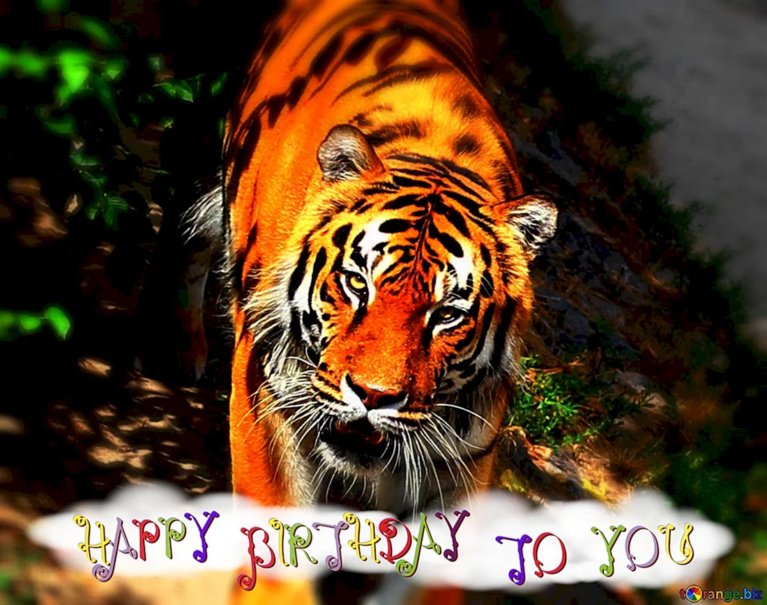 С днем рождения мужчине тигр