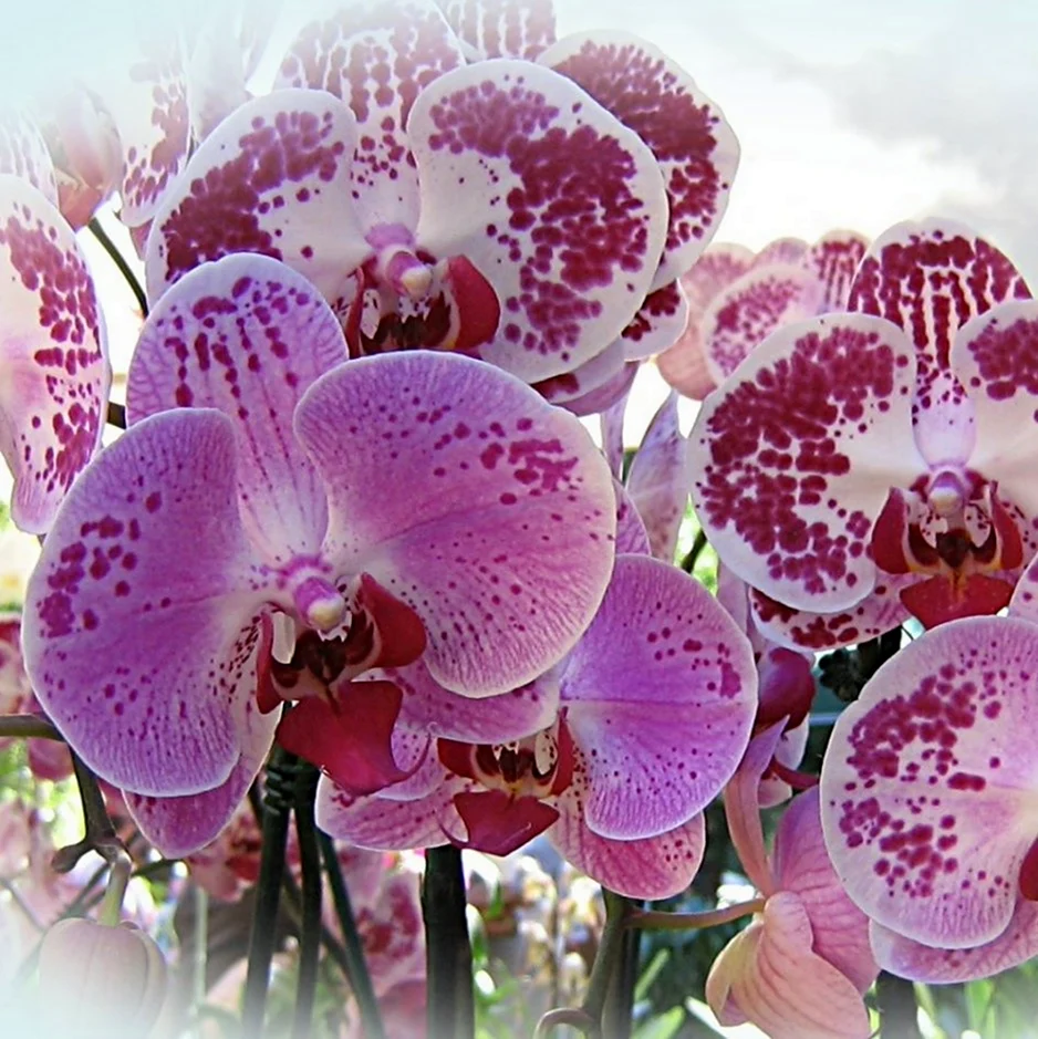 С днём рождения орхидеи