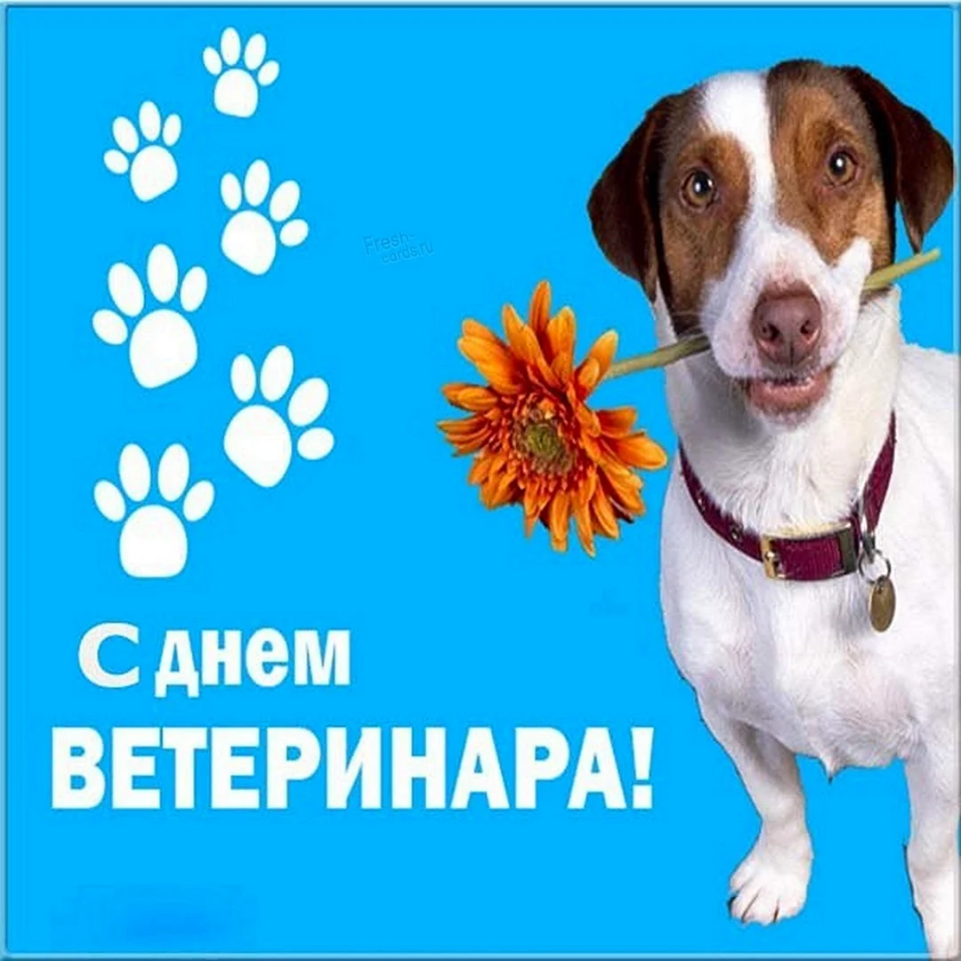 С днем ветеринара