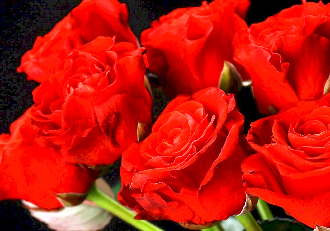 Самая красивая обложка в Одноклассниках букет красных роз