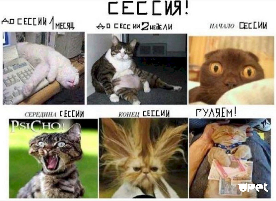 Сессия кот