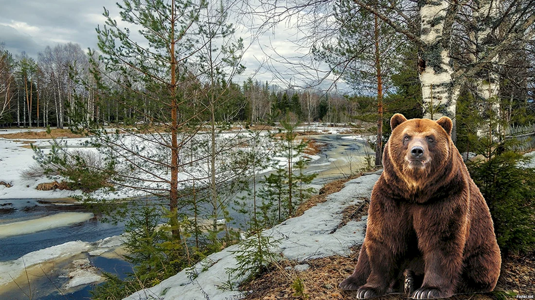 Сибирь картинка день Сибири