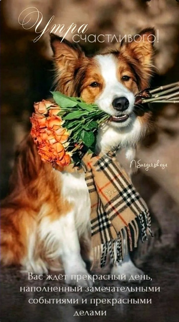 Собачка с букетом цветов