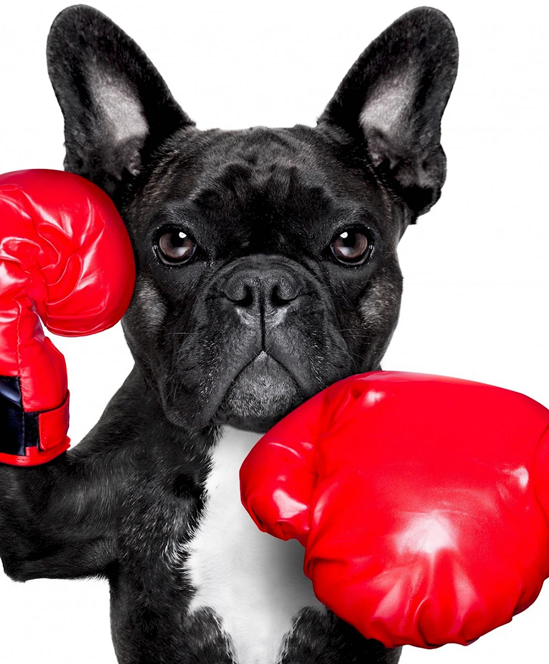 Собака в перчатках для бокса