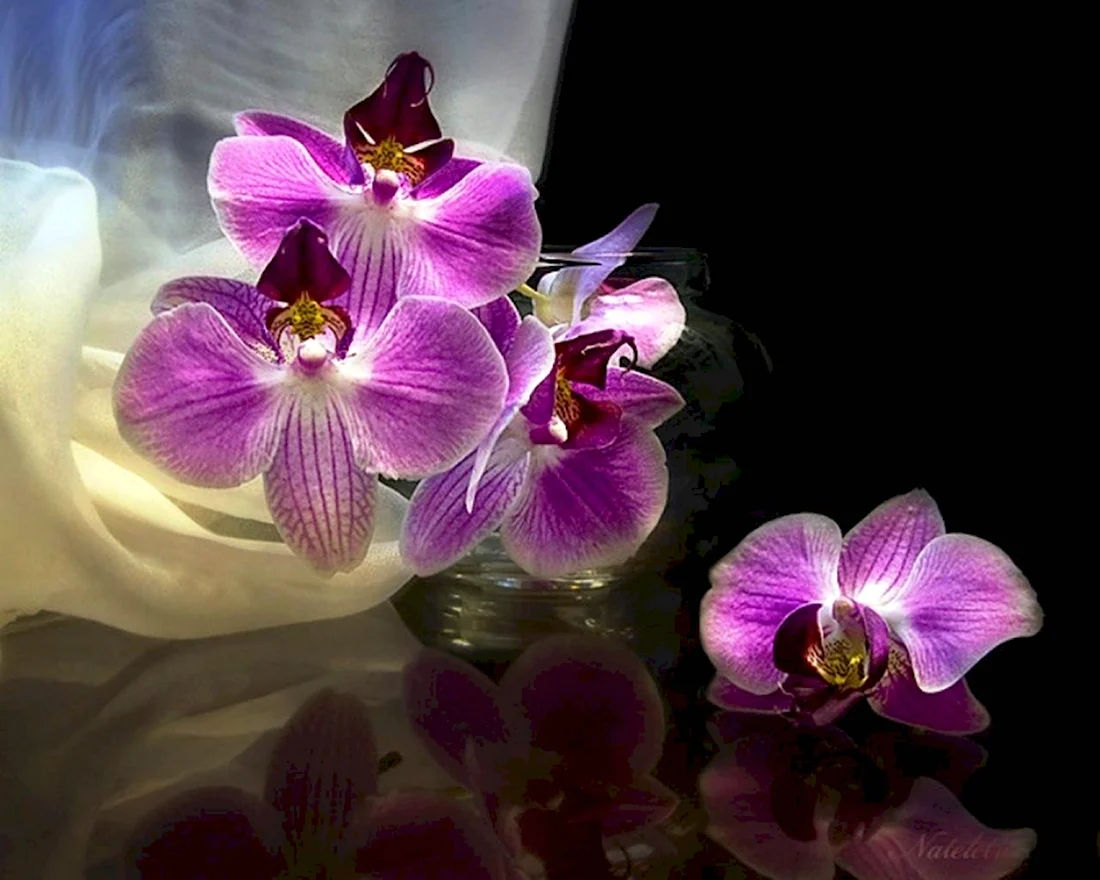 Стих про орхидею