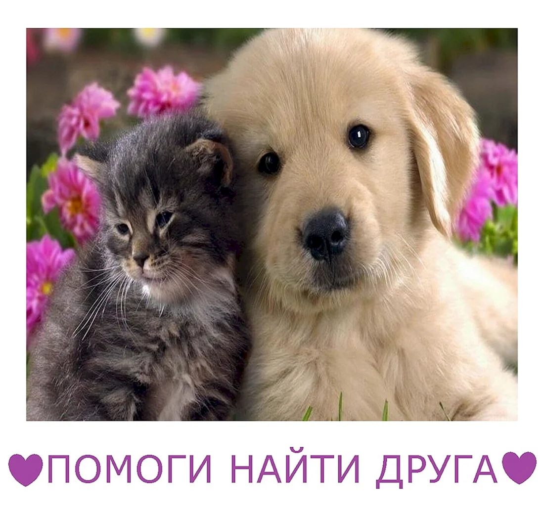 Thomas Cat and Dog