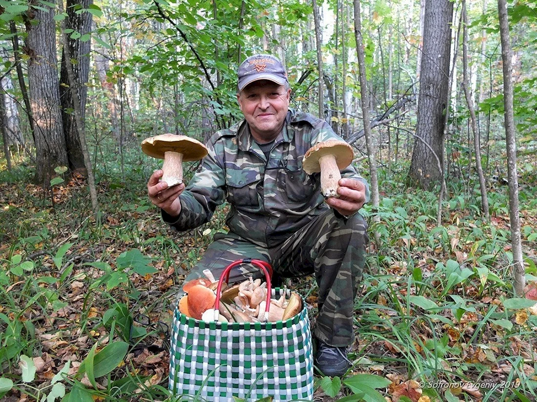 Тихая охота собирание грибов