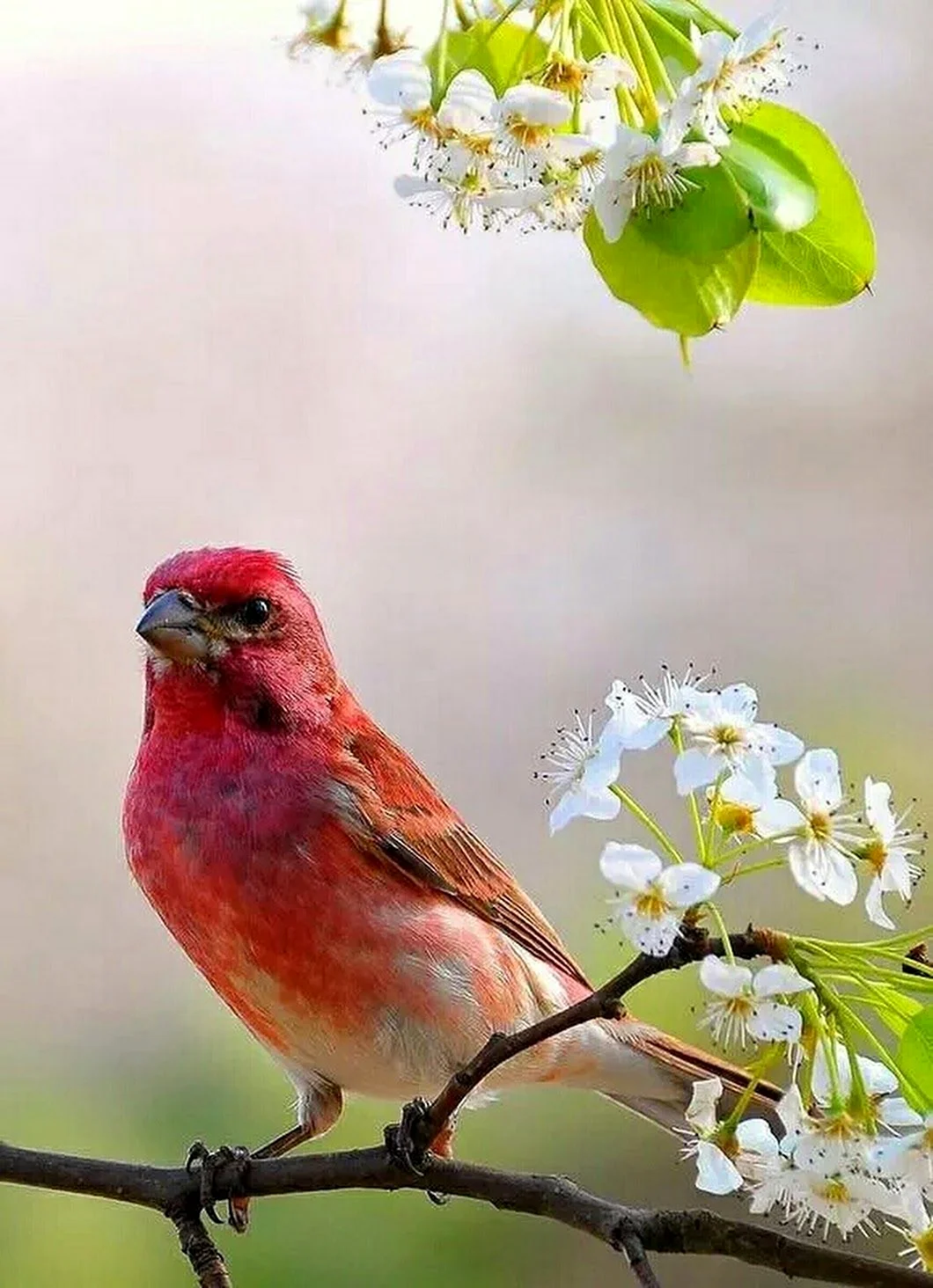 Утро Весна птицы