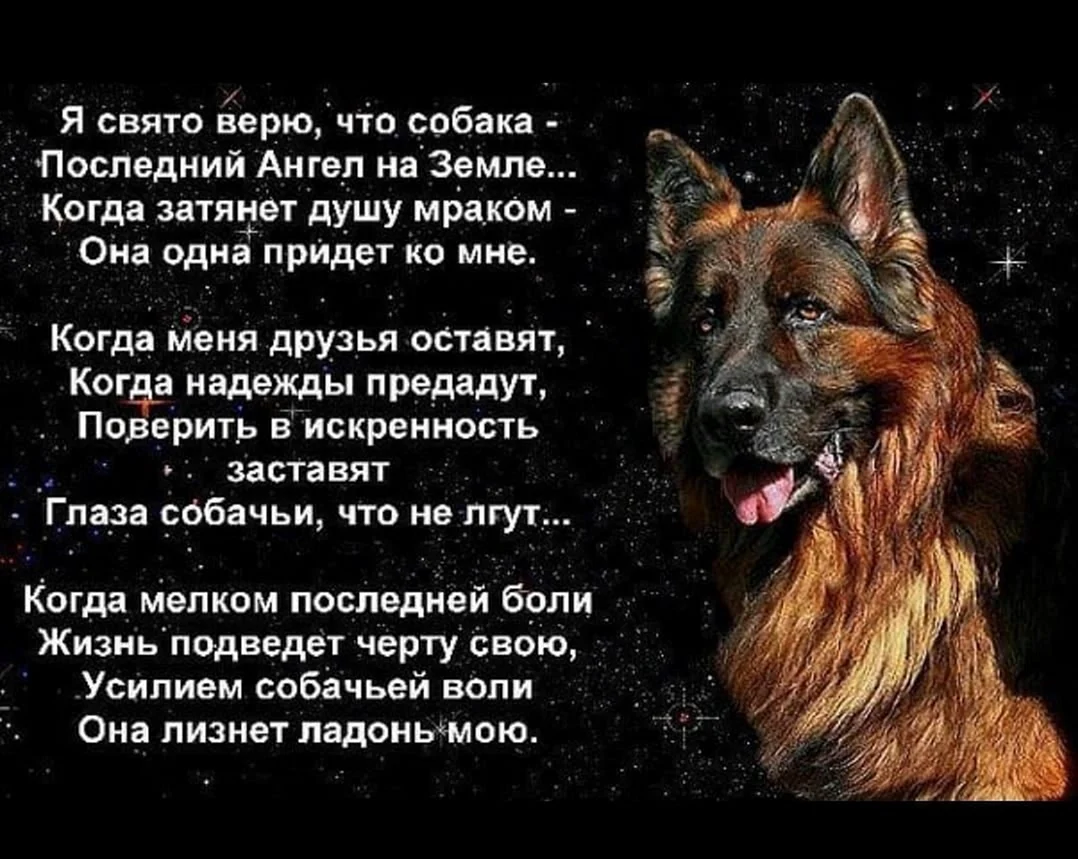 Пример из жизни преданность. Стих про собаку. Стихи о собачьей верности. Афоризмы о собаках. Стихи про собаку преданность.