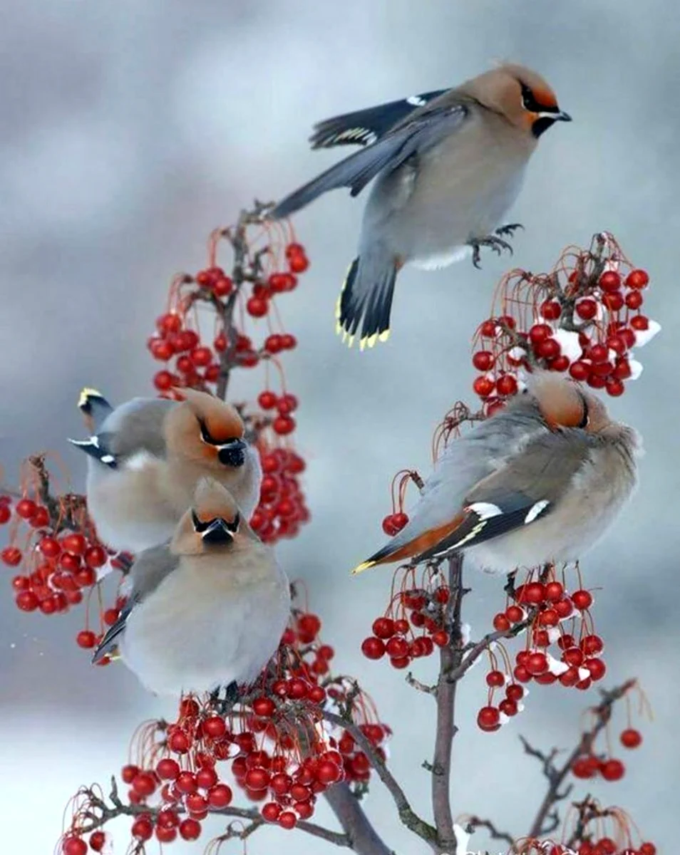 Зимние птицы