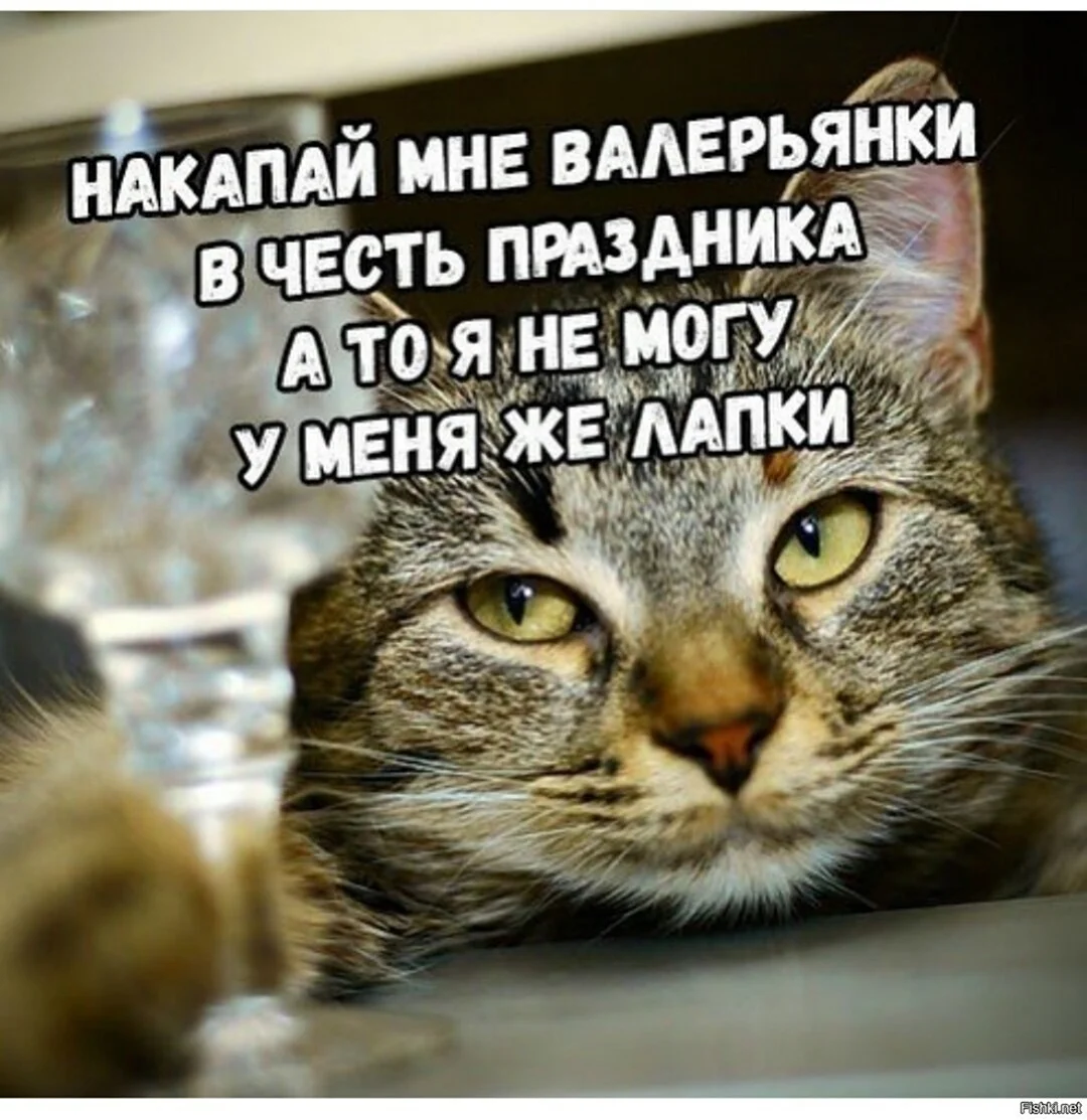 Пьющий кот