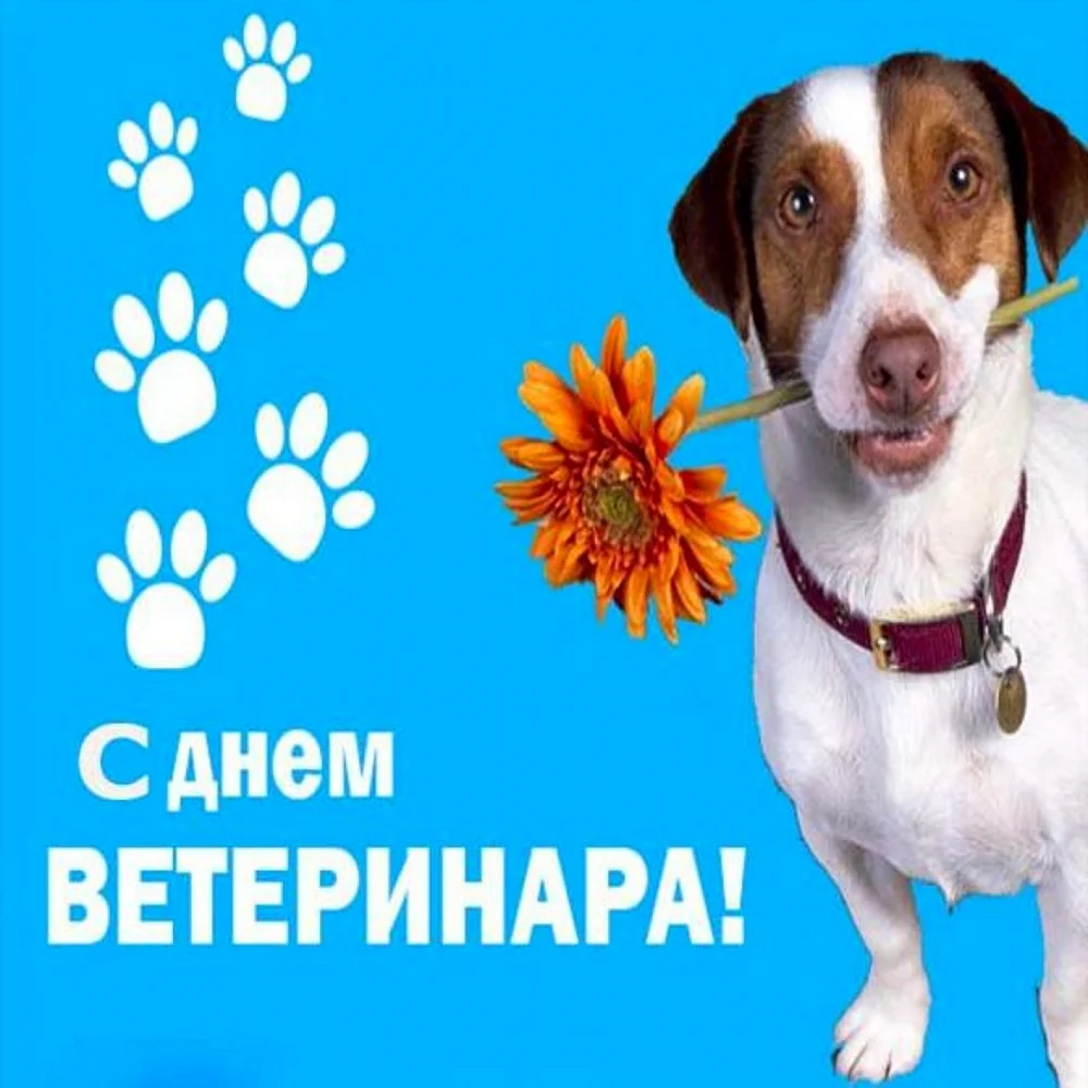 С днем ветеринара